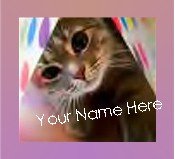 Ebay Store Logo Playful Kitten Pink Border Flower Dress Up your Ebay Store Add your Store Name!!