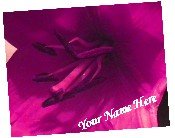 Ebay Store Logo Pink Lily Flowers Dress Up your Ebay Store Add your Store Name!!