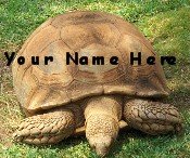 Ebay Store Logo Turtle Tortoise Green Dress Up your Ebay Store Add your Store Name!!