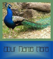Ecrater Store Logo & HomePage Image Green Blue Peacock Dress Up your Ecrater Store Add your Name!
