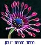 Ecrater Store Logo & HomePage Image Pink Cactus Flower Dress Up your Ecrater Store Add your Name!