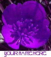 Ecrater Store Logo & HomePage Image Purple Flower Dress Up your Ecrater Store!!