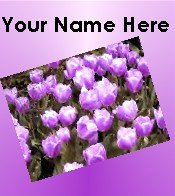 Ecrater Store Logo & HomePage Image Purple Tulips Flowers Dress Up your Ecrater Store!!