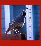 Ecrater Store Logo & HomePage Image Red Gray Quail Bird Dress Up your Ecrater Store!!