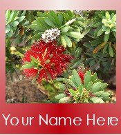 Ecrater Store Logo & HomePage Image Red White Hawaiian Flower Dress Up your Ecrater Store!!