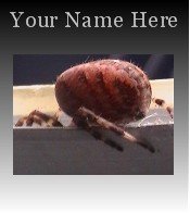 Ecrater Store Logo & HomePage Image Creepy Red Spider Dress Up your Ecrater Store!!