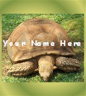 Ecrater Store Logo & HomePage Image Turtle Tortoise Green Dress Up your Ecrater Store!!