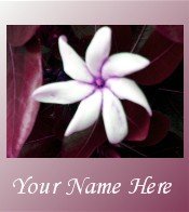 Ecrater Store Logo & HomePage Image White Flower Pink Border Dress Up your Ecrater Store!!