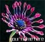 Neoloch.com Store Banner and Logo Combo Pink Blue Cactus Flower Add your Store Name!