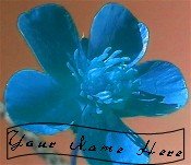 Neoloch.com Store Banner and Logo Combo Pink Blue Flower Add your Store Name!