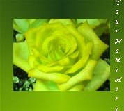 Neoloch.com Store Banner and Logo Combo Yellow Green Rose Flower Add your Store Name!