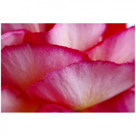 Bed of Petals - 8x12 Print