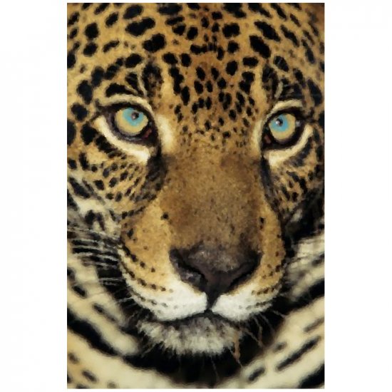 Jaguar - 8x12 Print