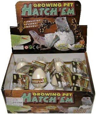 12 Hatchem Lizard Eggs