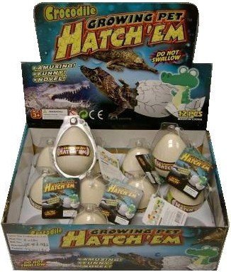 12 Hatchem Crocodile Eggs