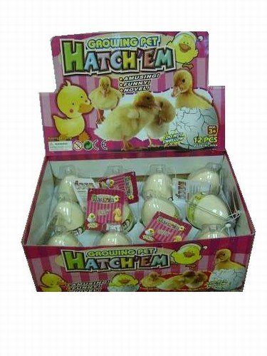12 Hatchem Duck Eggs