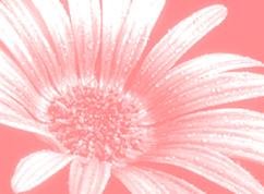 Heavenly Inc. Parties ~PLEASE READ~