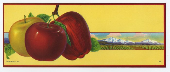 APPLE STOCK LABEL # 911 - STECHER TRAUNG