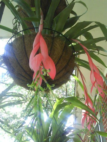 Bilbergia Nutans