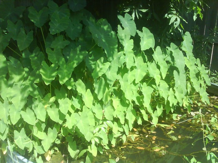 Elephant Ears