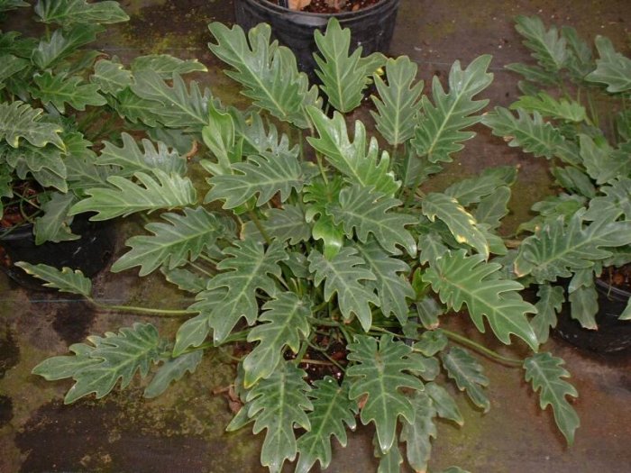 Philodendron Xanadu