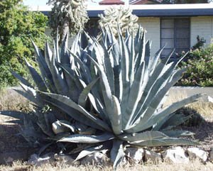 Agave - Century Plant