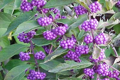 French Mulberry - Beautyberry