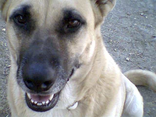 "PEPPER ONI" WORLDS BEST DOG