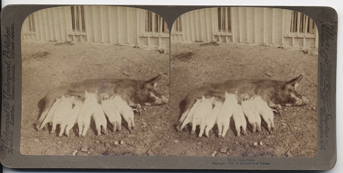 Antique Stereoview Mama Pig and Nursing Piglets Underwood & Underwood