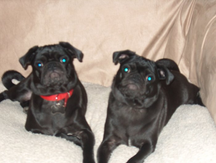 2 pugs