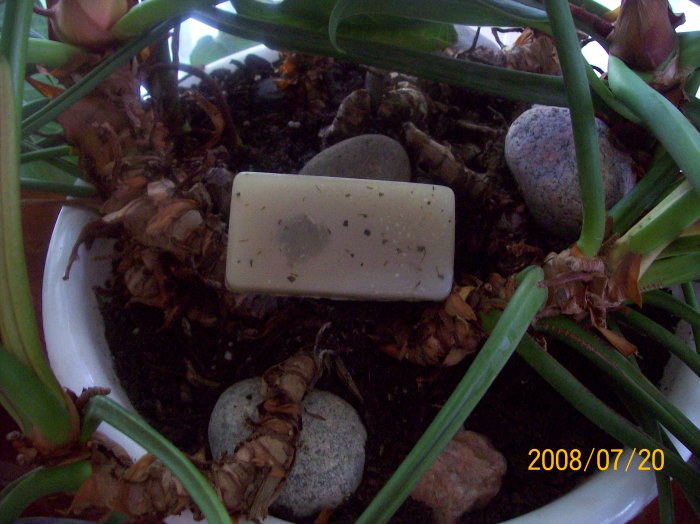 Lavender Eucalyptus