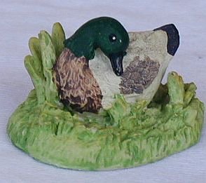 The pondering duck