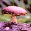 Shiitake