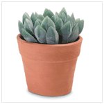 Decorative Aloe Vera Plant #36677