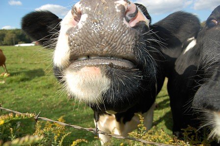 Up Close and Personal