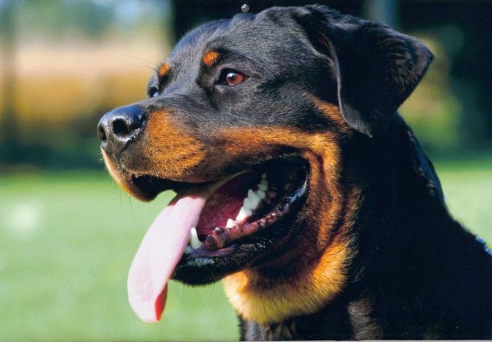 1000+ Rottweiler dog Pictures on CD