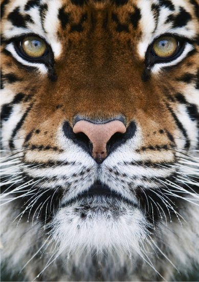 Tiger Face