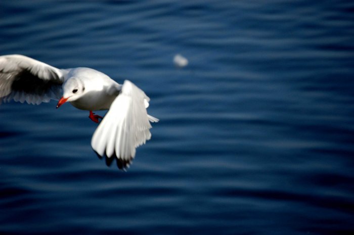 Photography Print - A4 - Seagull