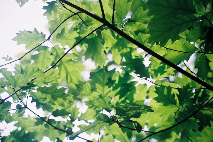 Photography Print - A4 - Green Leaves