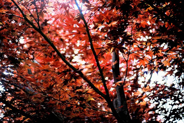 Photography Print - A4 - Autumn Reds
