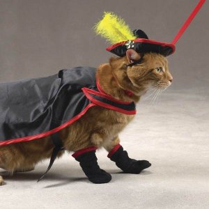 SMALL Savvy Tabby Kitty Crusader Adorable Pet Costume Cat Halloween