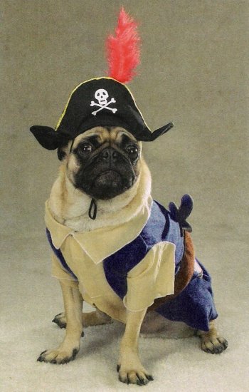 SMALL Pirate Pup Halloween Pet Costume Dog Ahoy Matey