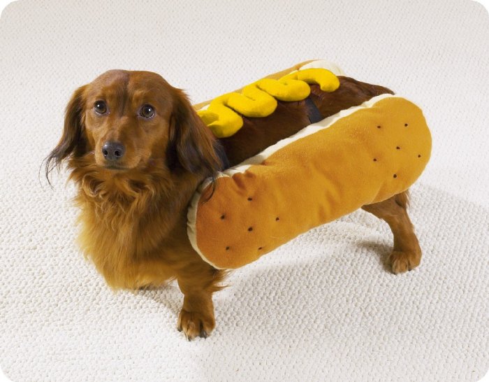 MEDIUM Hot Diggity Dog Halloween Pet Costume Ketchup or Mustard