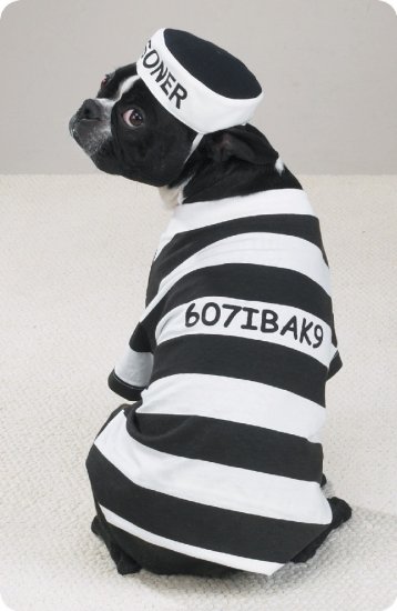 SMALL Prison Pooch Pet Halloween Dog Costume