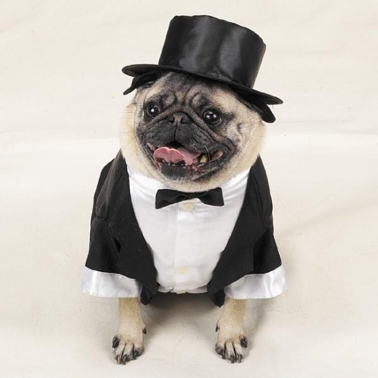 X-LARGE Casual Canine Doggy Tuxedo Pet Halloween Dog Costume Tux with Tails & Top Hat Wedding