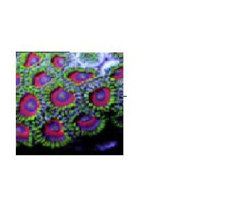 Fire Hawk Zoanthid