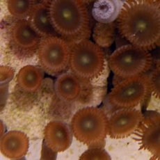 Orange Zoanthid