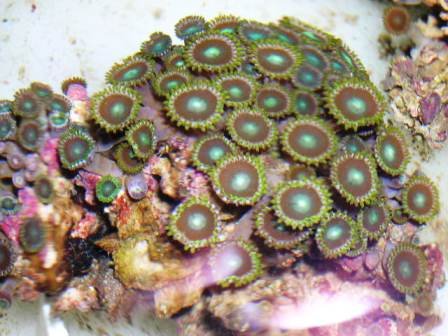 Green Zoanthid