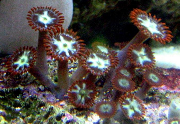 Ring of Fire Zoanthid
