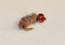 Blister Nymph
